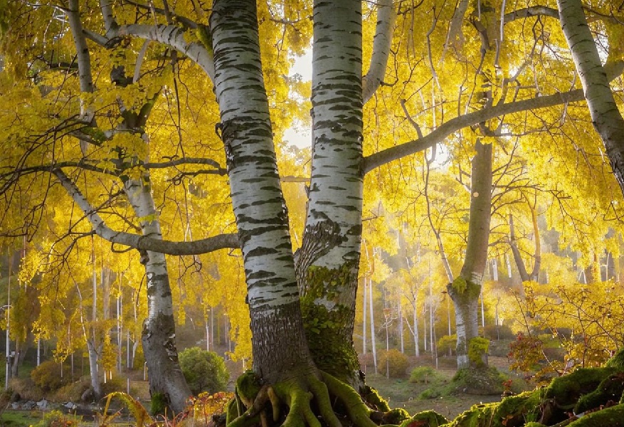 О реализации древесины.